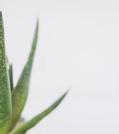 Aloe Vera Saft: 5 erfrischende Ideen für den täglichen Gebrauch