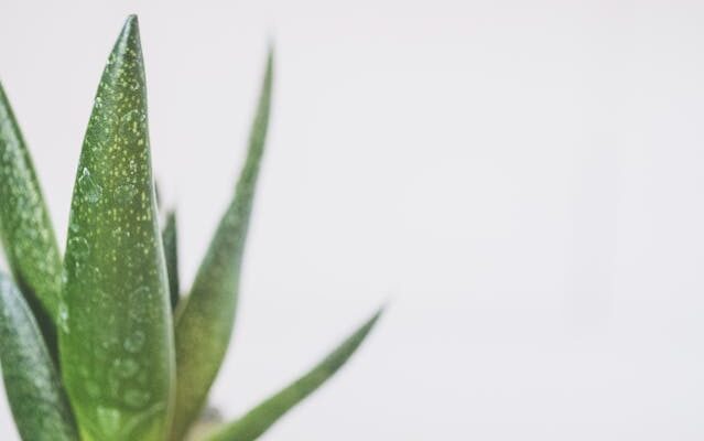 Aloe Vera Saft: 5 erfrischende Ideen für den täglichen Gebrauch